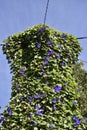 Electricity pole and cables covered by a vine with purple flowers