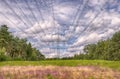 Electricity poles, landscape with blue sky and heide flowers, green grass