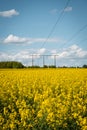 Electricity poles runs through a big farm field of blooming yellow rapeseed canola in flat farmlands of SkÃÂ¥ne Sweden