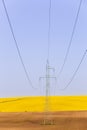 Electricity powerlines over colorful seed fields