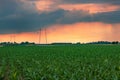 Electricity pylon transmission towers with overhead power line cables in cultivated corn crop field in sunset with stormy clouds Royalty Free Stock Photo