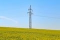 Electricity pylons in an blooming rapeseed field Royalty Free Stock Photo