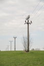 Electrification Electricity poles Field Royalty Free Stock Photo