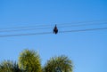 Electrocuted fruit bat hanging from electrical power cable