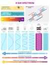 Electromagnetic Waves: X-ray Wave Spectrum. Vector illustration diagram with wavelength, frequency, harmfulness and wave structure