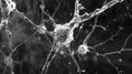 Electron micrograph of a synapse with multiple synaptic vesicles primed for exocytosis
