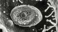 Electron micrograph of a white adipocyte showing its distinct large central lipid droplet and a small flattened nucleus