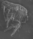 Electron microscope-flea