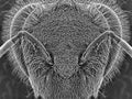 Electron microscope photo of a bee