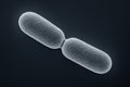 Electron microscope view of a bacterium dividing, illustrating cell division and biology Royalty Free Stock Photo