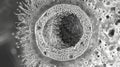 Electron microscopic view of a single nuclear pore showing its intricate structure and circular shape