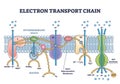 Electron transport chain as respiratory embedded transporters outline diagram Royalty Free Stock Photo