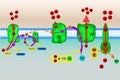 Electron transport chain