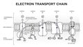 An electron transport chain Royalty Free Stock Photo