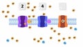 An electron transport chain, Oxidative phosphorylation, the final stage of cellular respiration.