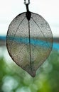 Electroplated natural leaf on a window Royalty Free Stock Photo