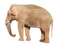 Elefant