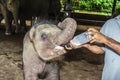 Elefant baby drinking milk