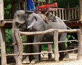 Elefant harnessed for tourists transportation in Thailand Royalty Free Stock Photo