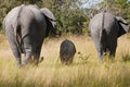 Elefant family, elefant cow, bull and calf walking through savanna, showing back, backs, in Botswana, Africa, Elephant parade.