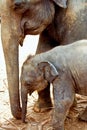 Elefant family in open area Royalty Free Stock Photo