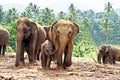 Elefant family in open area Royalty Free Stock Photo