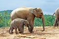 Elefant family in open area Royalty Free Stock Photo