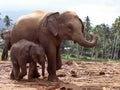 Elefant family in open area Royalty Free Stock Photo