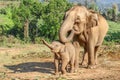 Elefant mother with its baby on a harvested field in the jungle