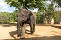 Elefant outdoor Royalty Free Stock Photo