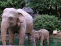 Elefant's family