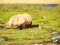 Elefant Royalty Free Stock Photo