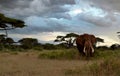 Elefant in savana