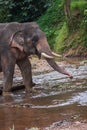 Elefant sitting in river in the rain forest of Khao Sok sanctuary Royalty Free Stock Photo