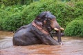 Elefant sitting in river in the rain forest of Khao Sok sanctuary Royalty Free Stock Photo