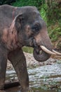 Elefant standing in river in the rain forest of Khao Sok sanctuary, Thailand Royalty Free Stock Photo