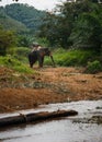 Elefant standing by the river in the rain forest of Khao Sok sanctuary, Thailand