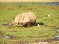 Elefant Royalty Free Stock Photo