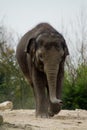 Elefant in zoo