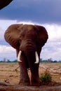 Elefante africano di savana loxodonta africana cyclotis amboseli kenia