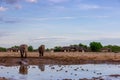 Elephants at the waterhole Royalty Free Stock Photo