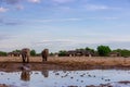 Elephants at the waterhole