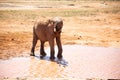 Elefanten in Kenia. Safari im Masai Mara Tsavo Nationalpark. Die roten Elefanten in freier Wildbahn. Afrika Royalty Free Stock Photo