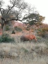 Elefanten SÃÂ¼dafrika Johannesburg elephant wild Royalty Free Stock Photo