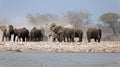 A herd of thirsty elephants at the klein Namutoni water hole