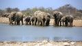 A herd of thirsty elephants at the klein Namutoni water hole