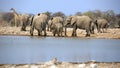 A herd of thirsty elephants at the klein Namutoni water hole