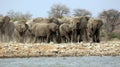 A herd of thirsty elephants at the klein Namutoni water hole