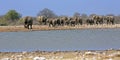 A herd of thirsty elephants at the klein Namutoni water hole