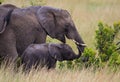 Elefants Family on african savannah